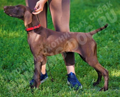 Щенок курцхаар